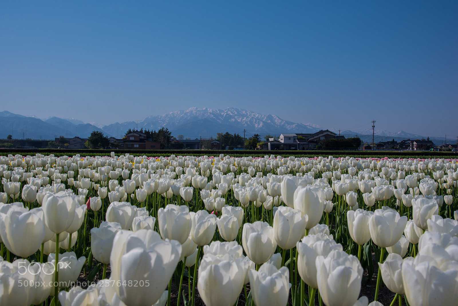 Nikon D750 sample photo. Blue and white photography