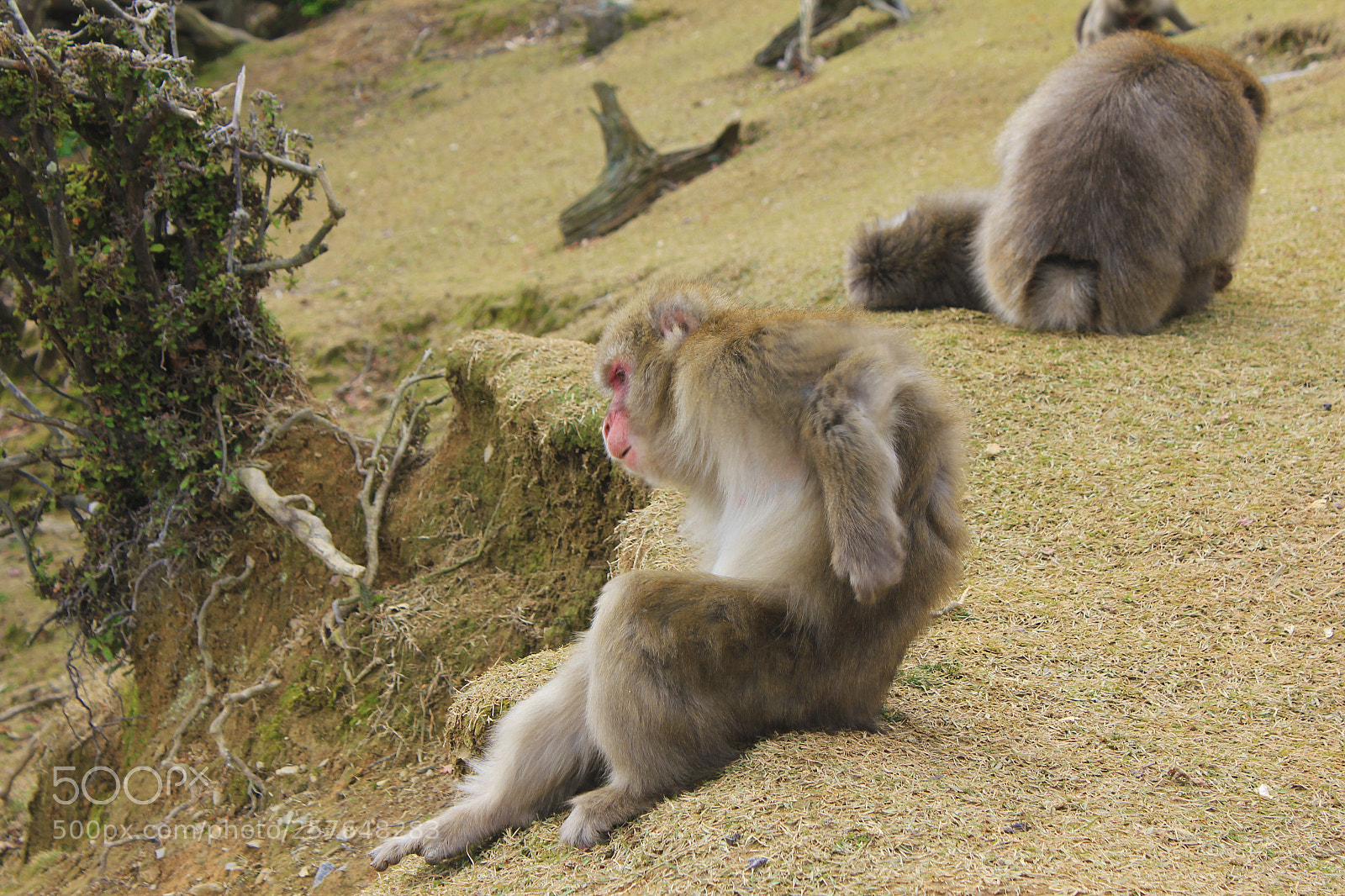 Canon EOS 550D (EOS Rebel T2i / EOS Kiss X4) sample photo. Macaque 3 photography
