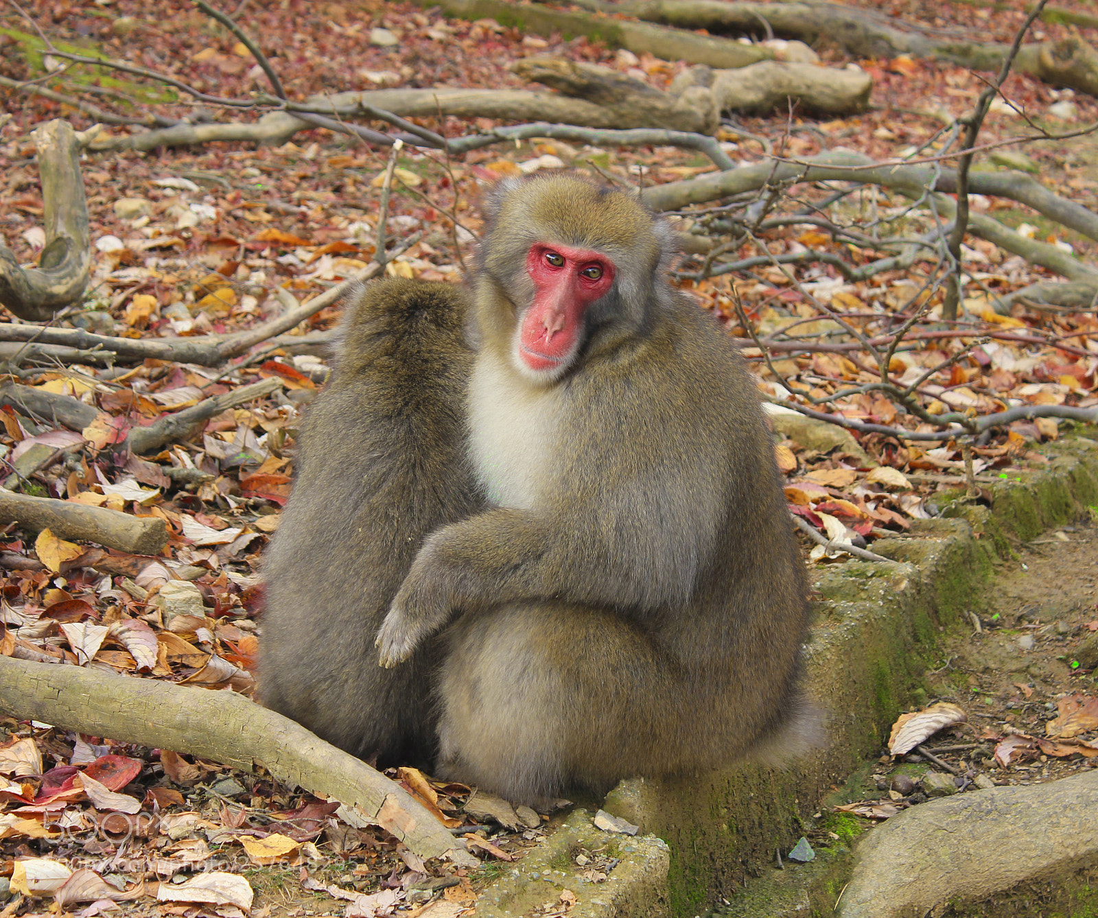 Canon EOS 550D (EOS Rebel T2i / EOS Kiss X4) sample photo. Macaque 4 photography