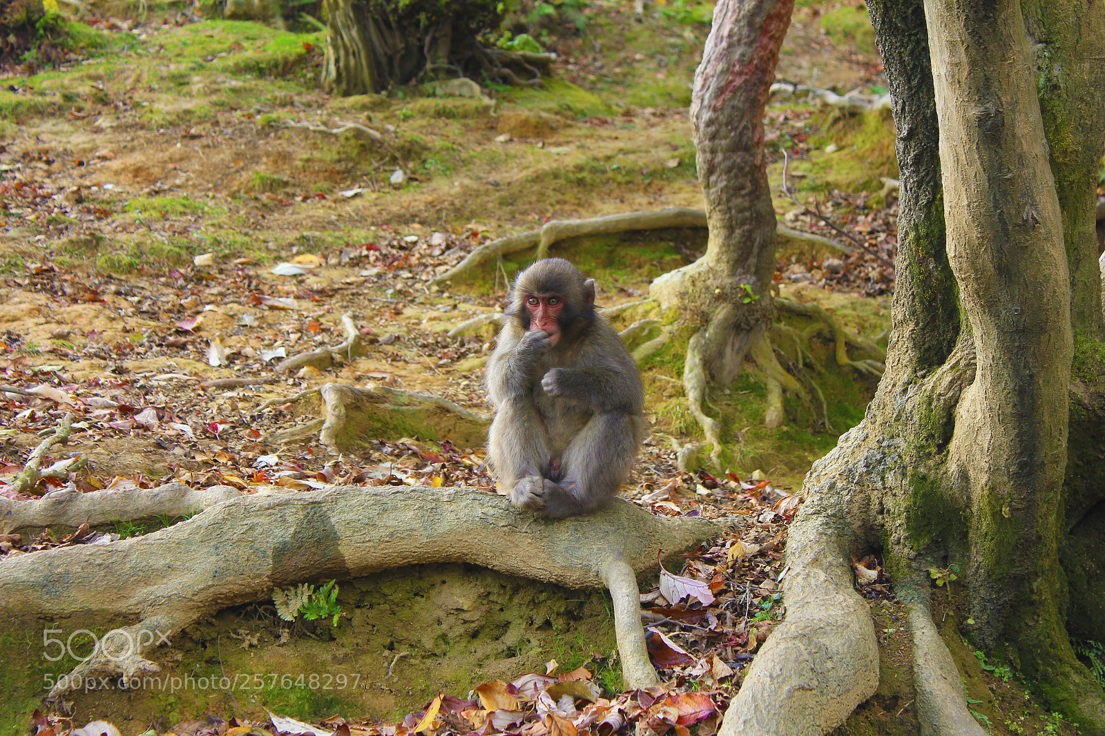 Canon EOS 550D (EOS Rebel T2i / EOS Kiss X4) sample photo. Baby macaque photography