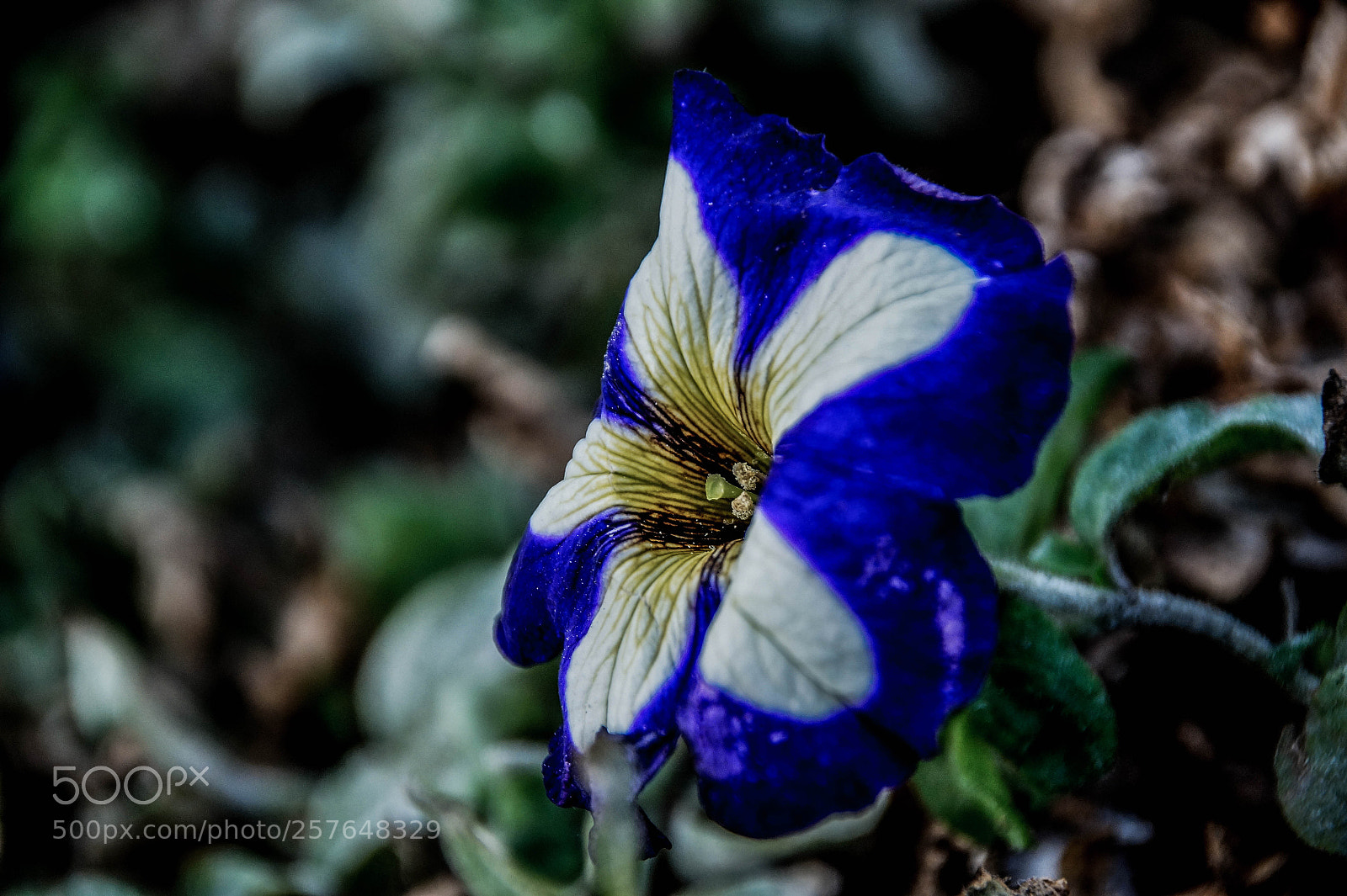 Sony SLT-A58 sample photo. Dying alone... photography