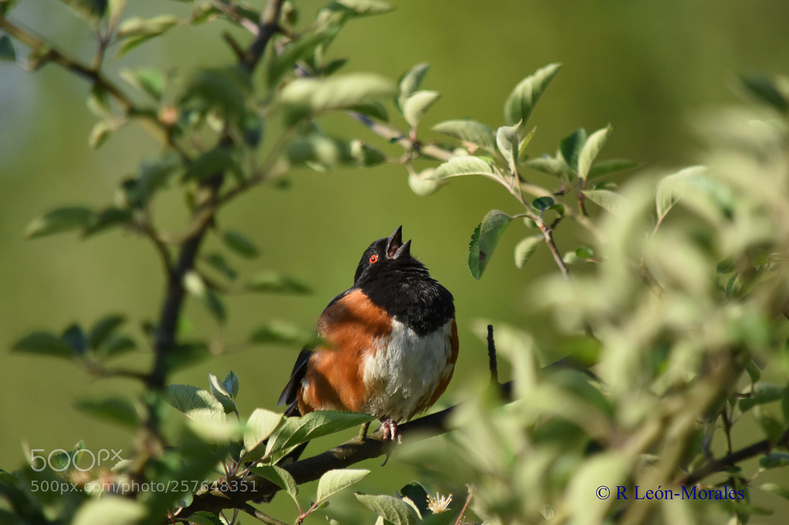 Nikon D7200 sample photo. Spring is here photography