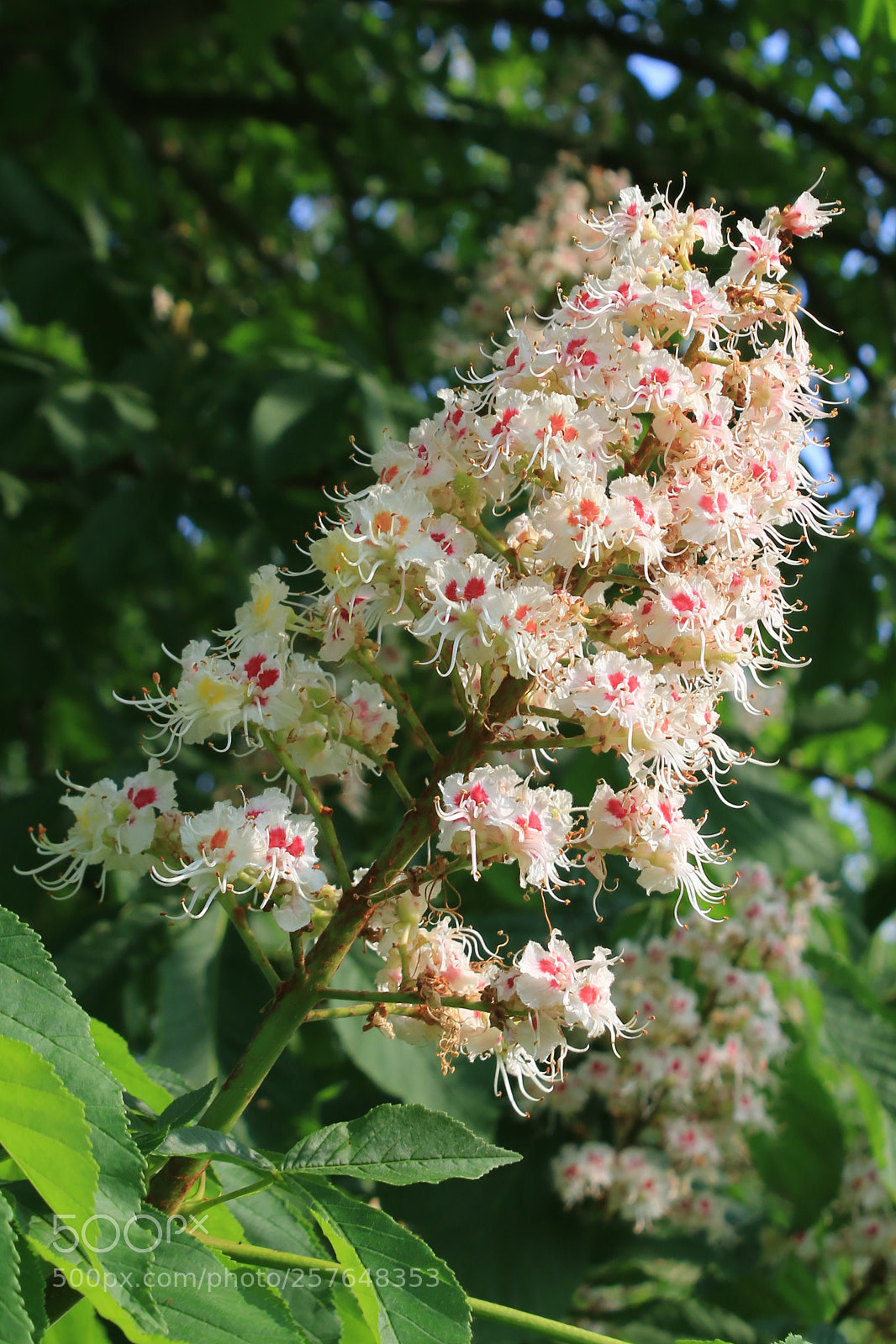 Canon EOS 70D sample photo. Chestnut photography