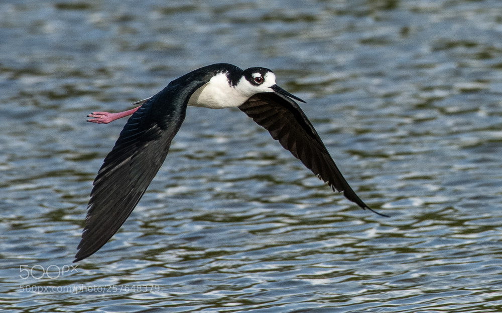 Nikon D500 sample photo. Dsc 6575-black neck stilt55.jpg photography