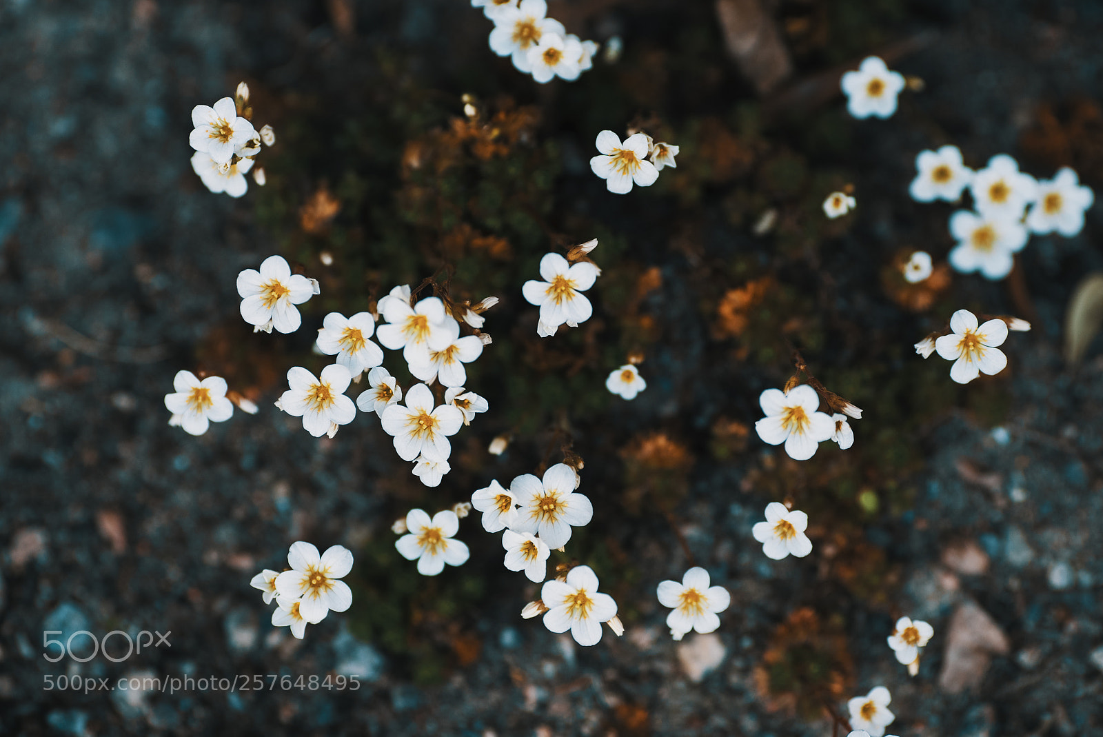 Sony a7S II sample photo. Springtime photography