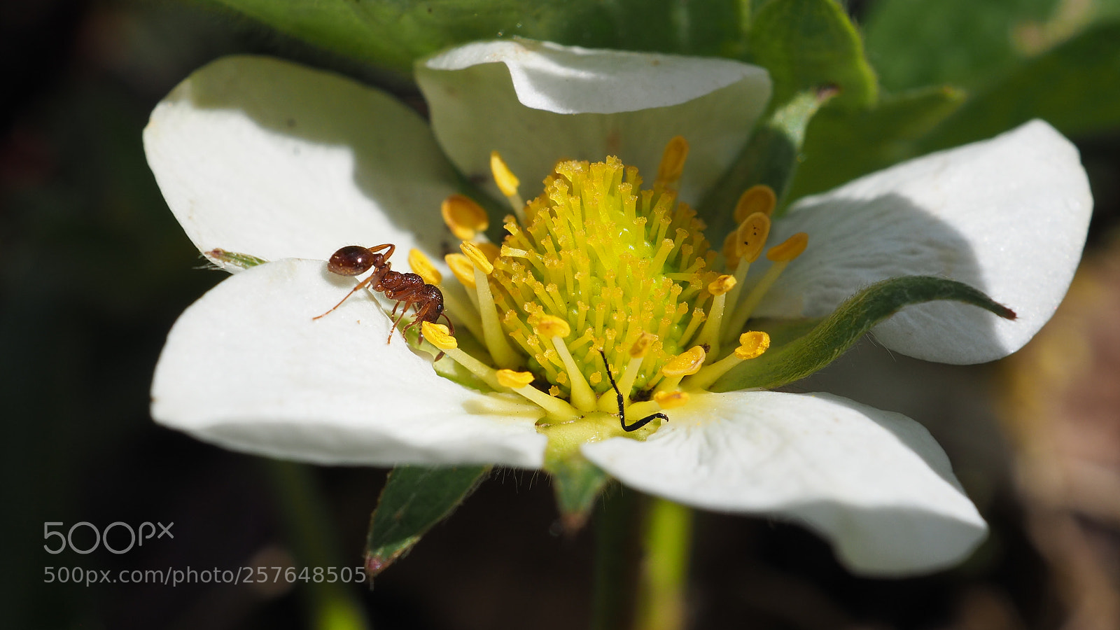 Olympus OM-D E-M5 II sample photo. The ant and strawberry photography