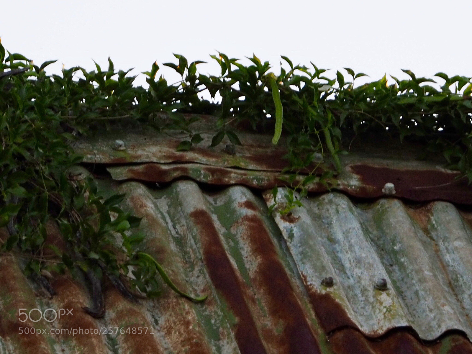 Olympus OM-D E-M10 sample photo. Nature reclaiming photography