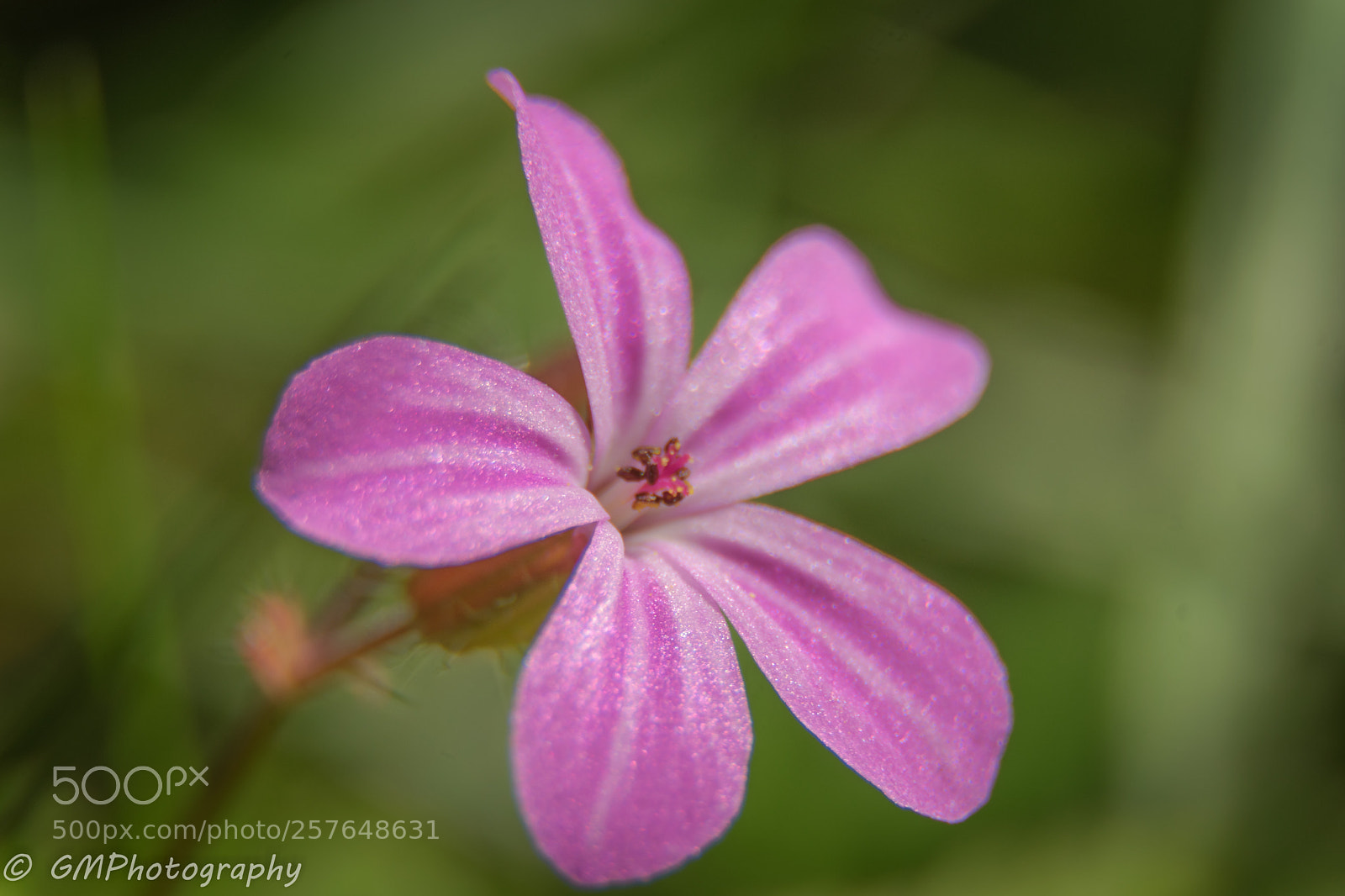 Nikon D3300 sample photo. Geranium macro photography