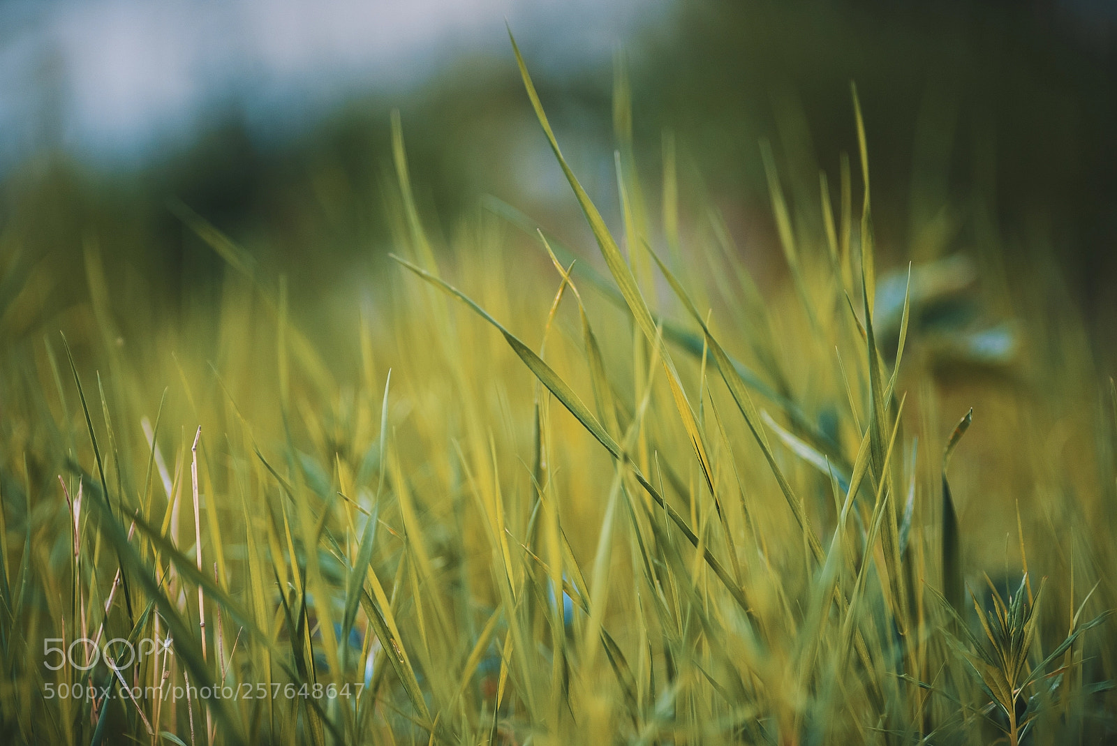 Sony a7S II sample photo. Green grass photography
