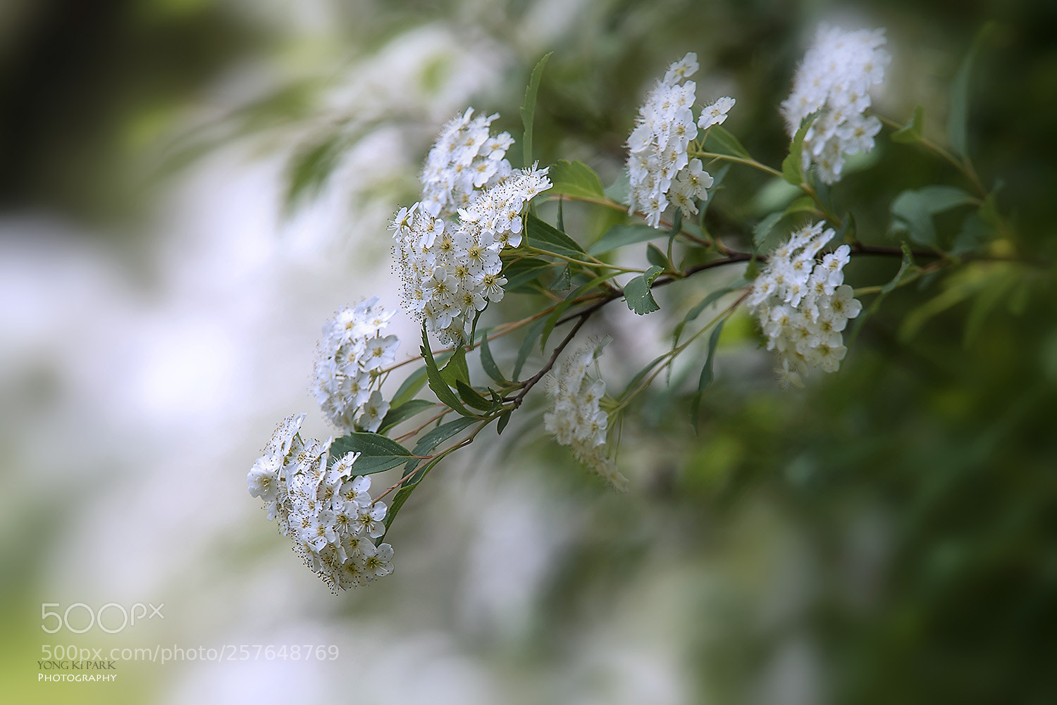 Pentax K-1 sample photo. At the garden of photography