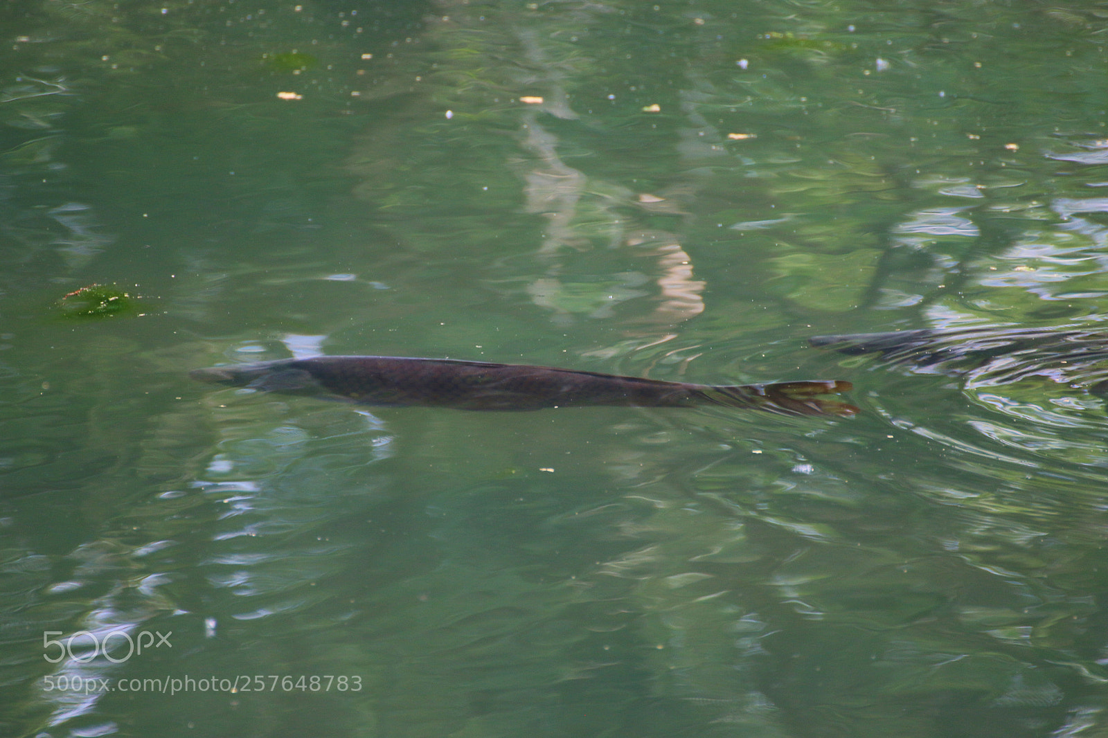 Canon EOS 70D sample photo. Big fish photography