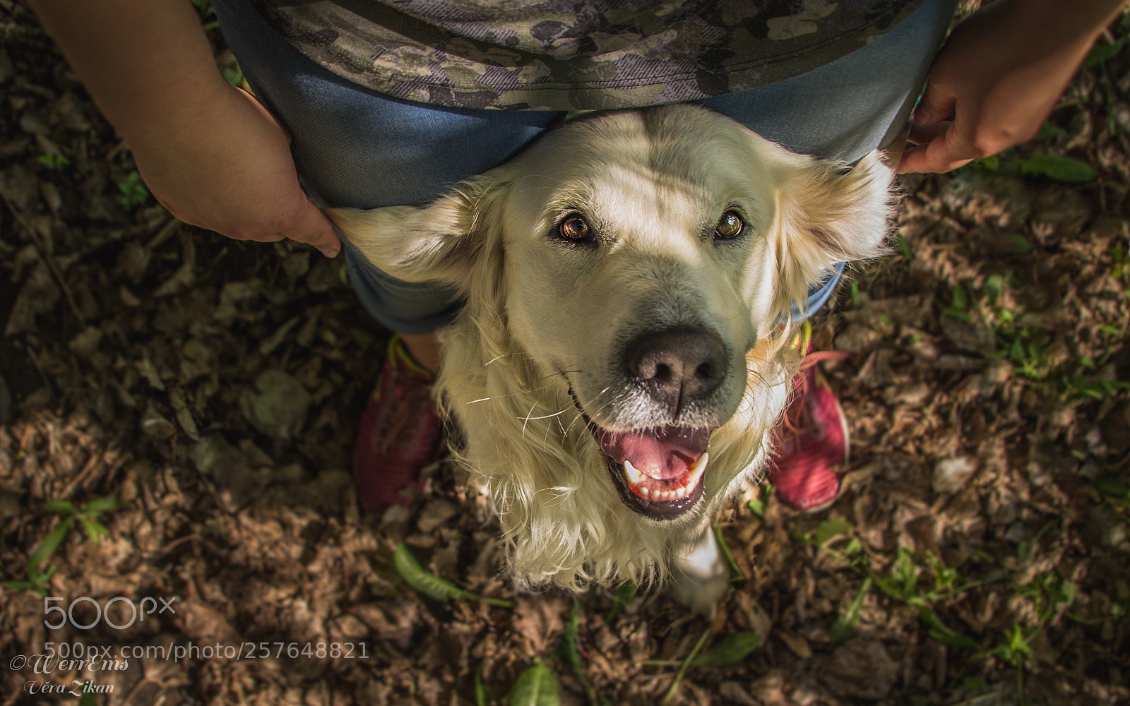 Canon EOS 1100D (EOS Rebel T3 / EOS Kiss X50) sample photo. Toby - golden retriever photography