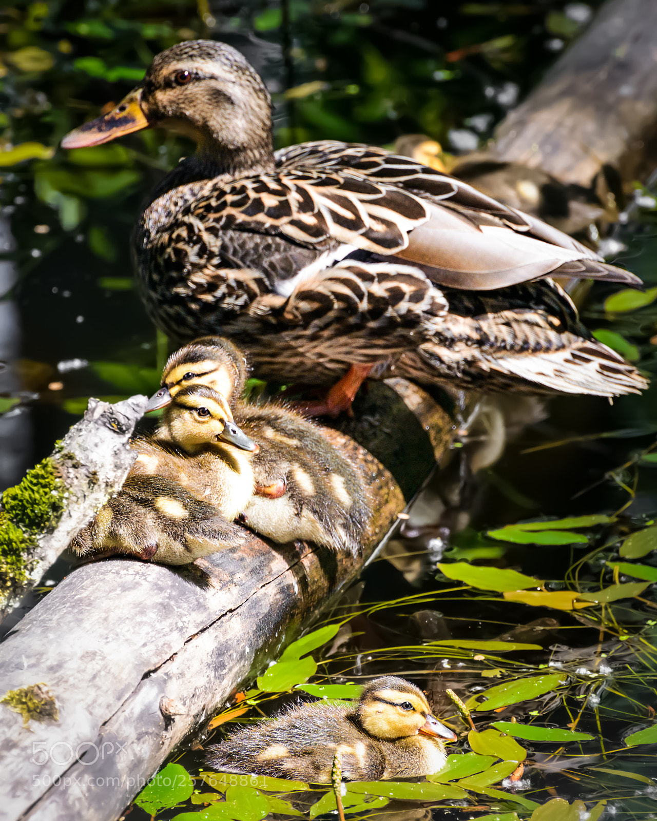 Nikon D800 sample photo. Under mamma's wing photography