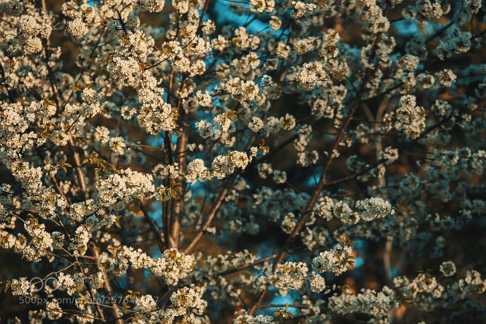 Sony a7S II sample photo. Bloom photography