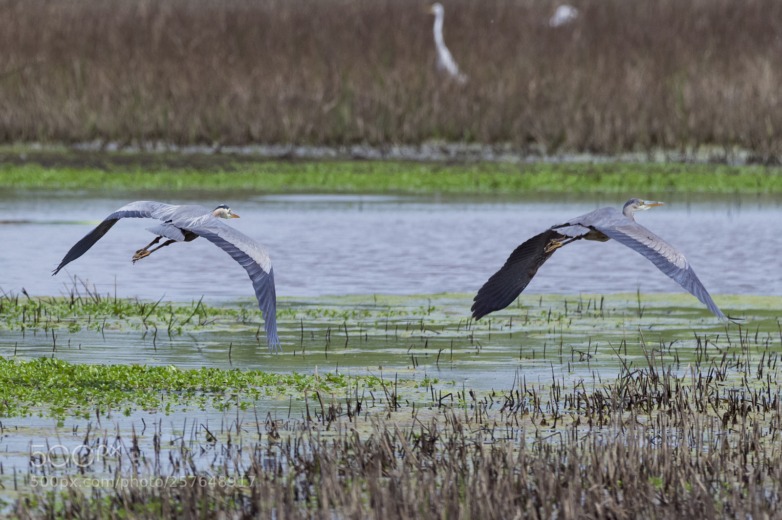 Nikon D4 sample photo. Gbhx2 at cnwr crop photography