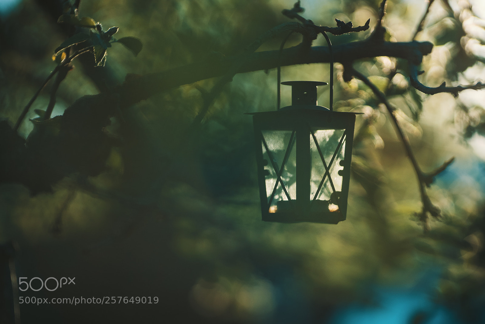 Sony a7S II sample photo. Tree photography