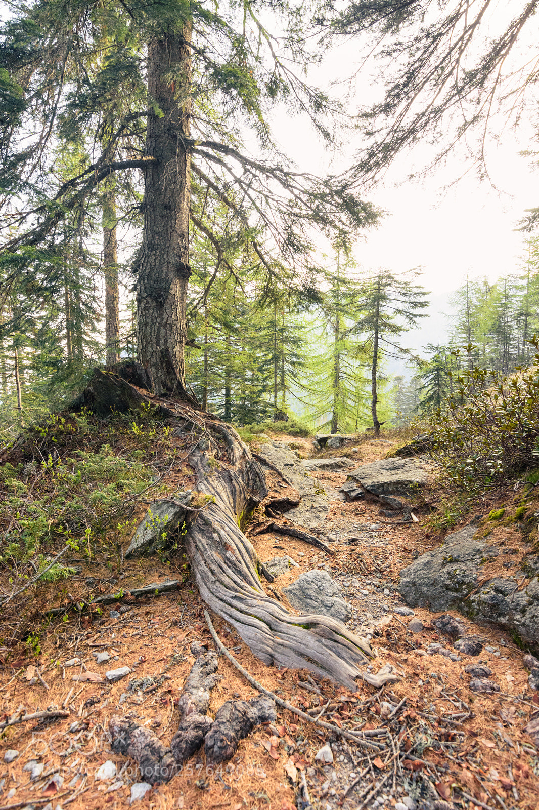 Nikon D7200 sample photo. Roots photography