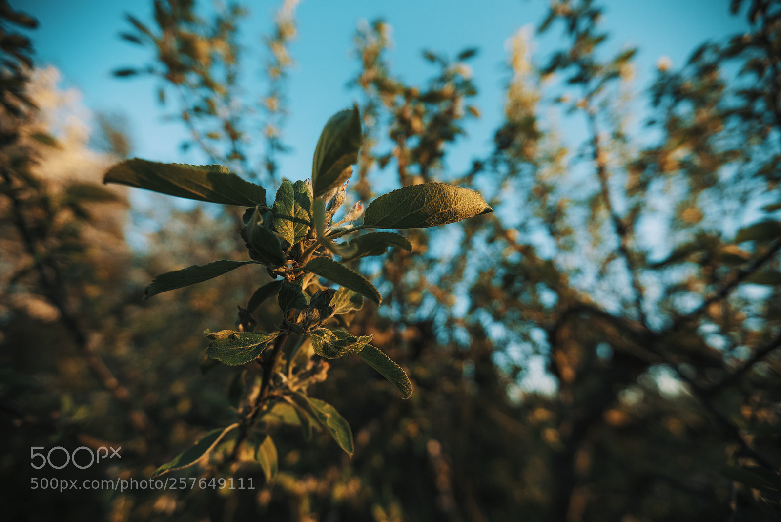 Sony a7S II sample photo. Too close photography