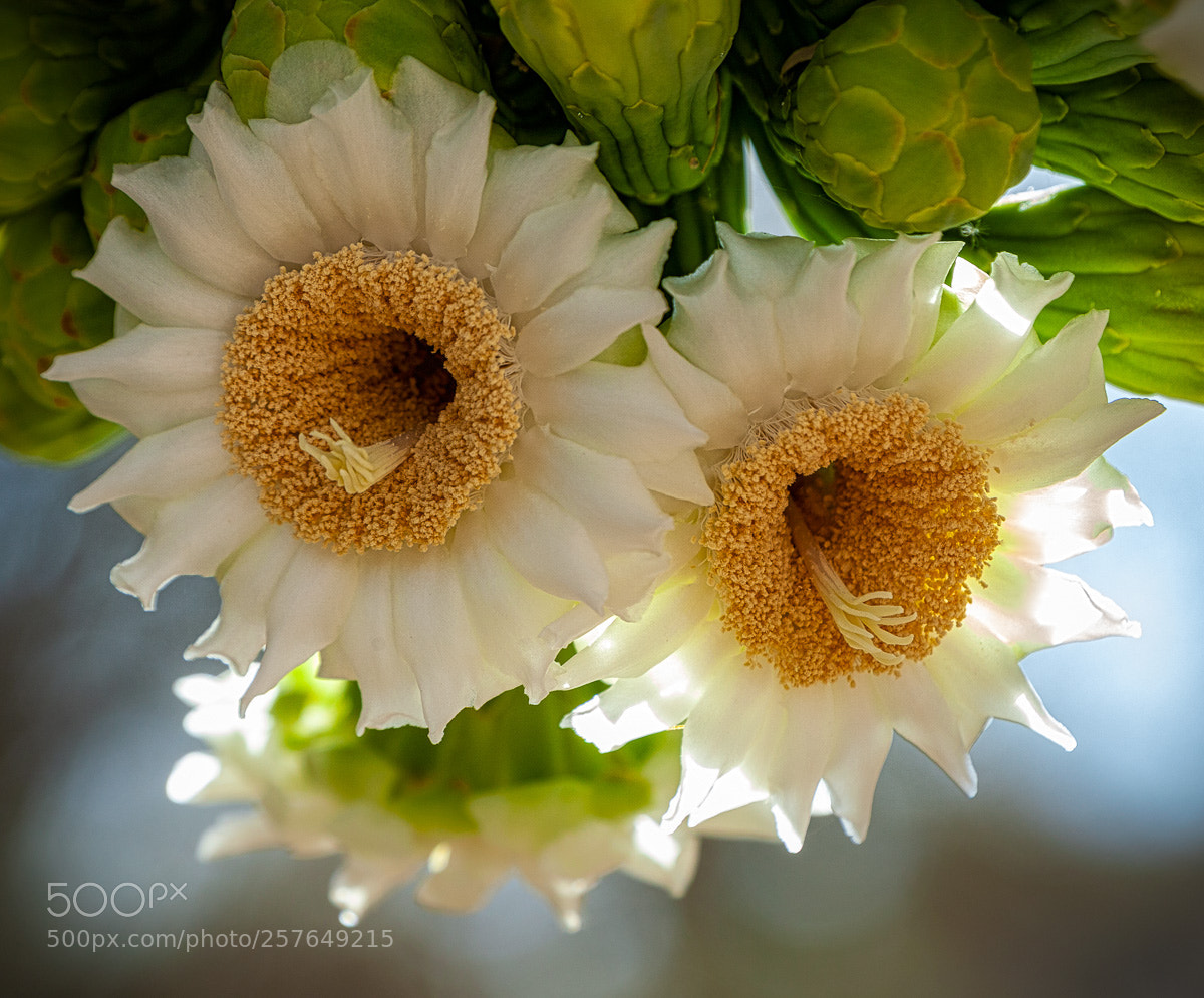 Canon EOS 5D Mark II sample photo. Saguaro blooms photography