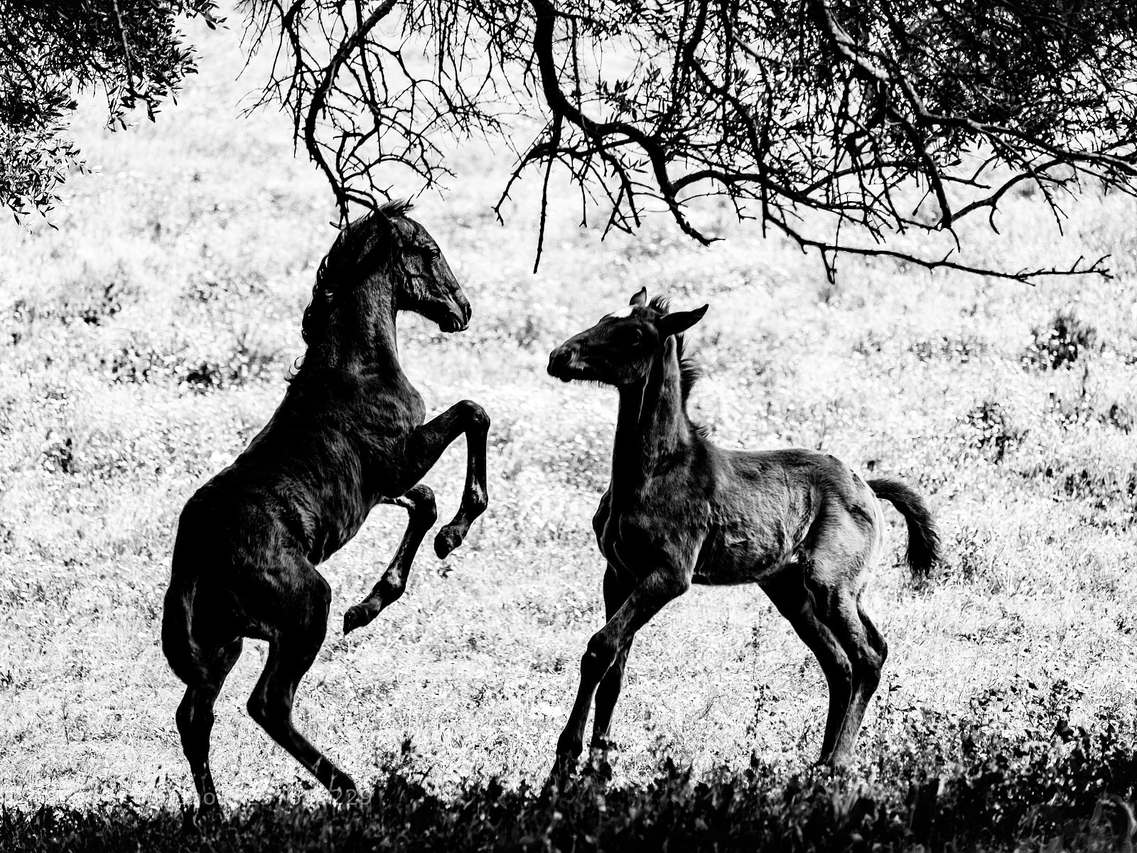 Fujifilm X-T2 sample photo. Foals photography