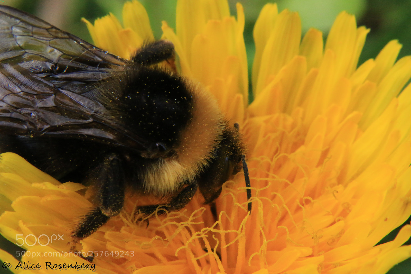 Canon EOS 70D sample photo. Honey viewfinder photography