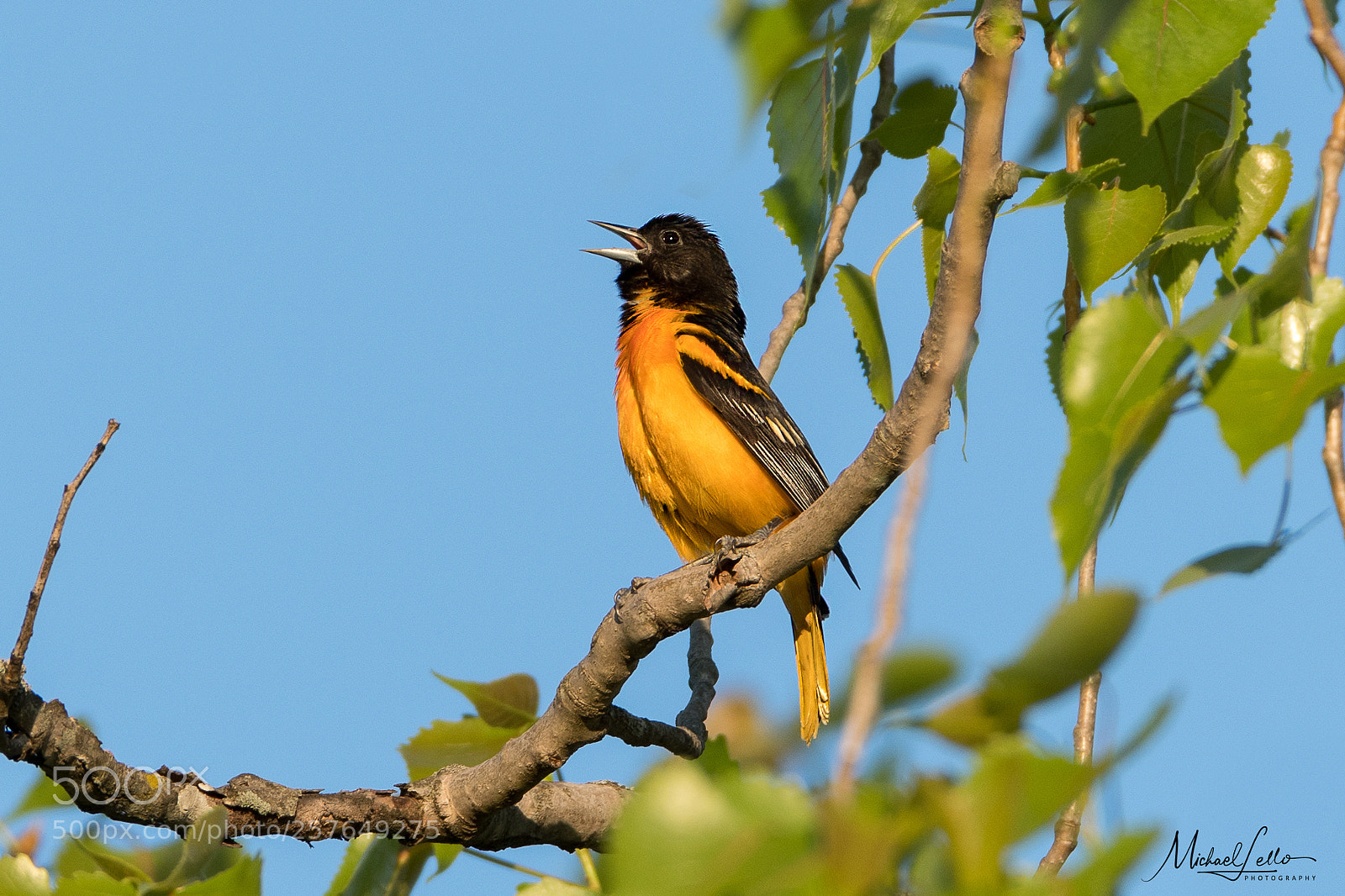 Nikon D500 sample photo. Baltimore oriole photography