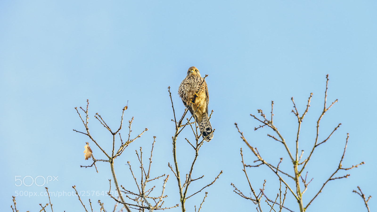 Nikon D810 sample photo. Watching! photography