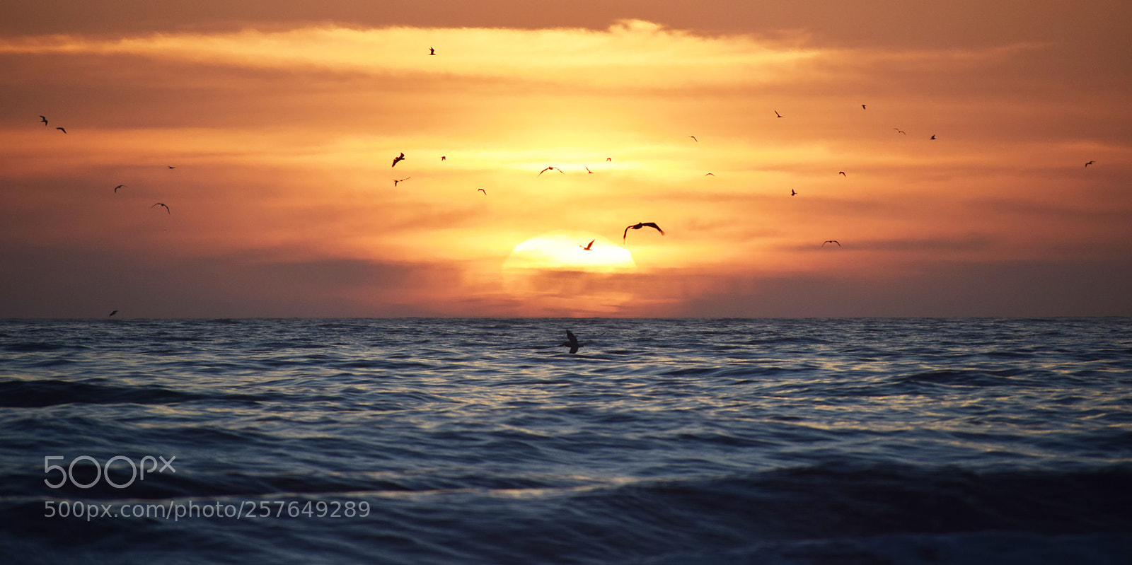 Nikon D3300 sample photo. Pelicansunset photography