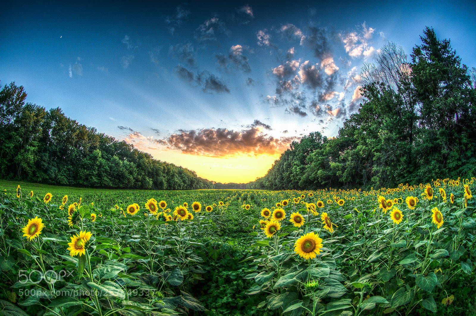 Canon EOS-1D X sample photo. Sunflowers sunset photography
