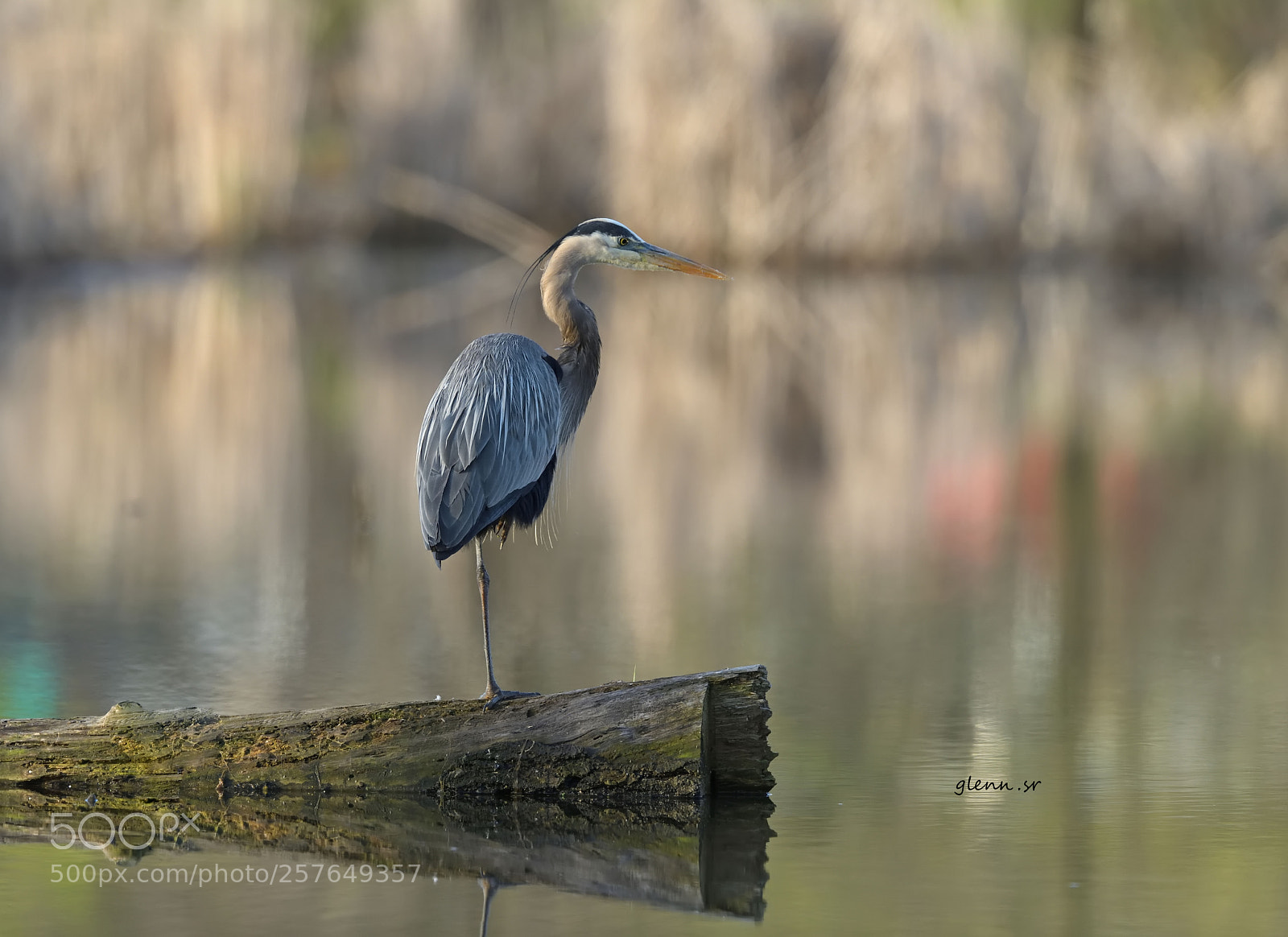 Nikon D850 sample photo. Early morning great blue photography