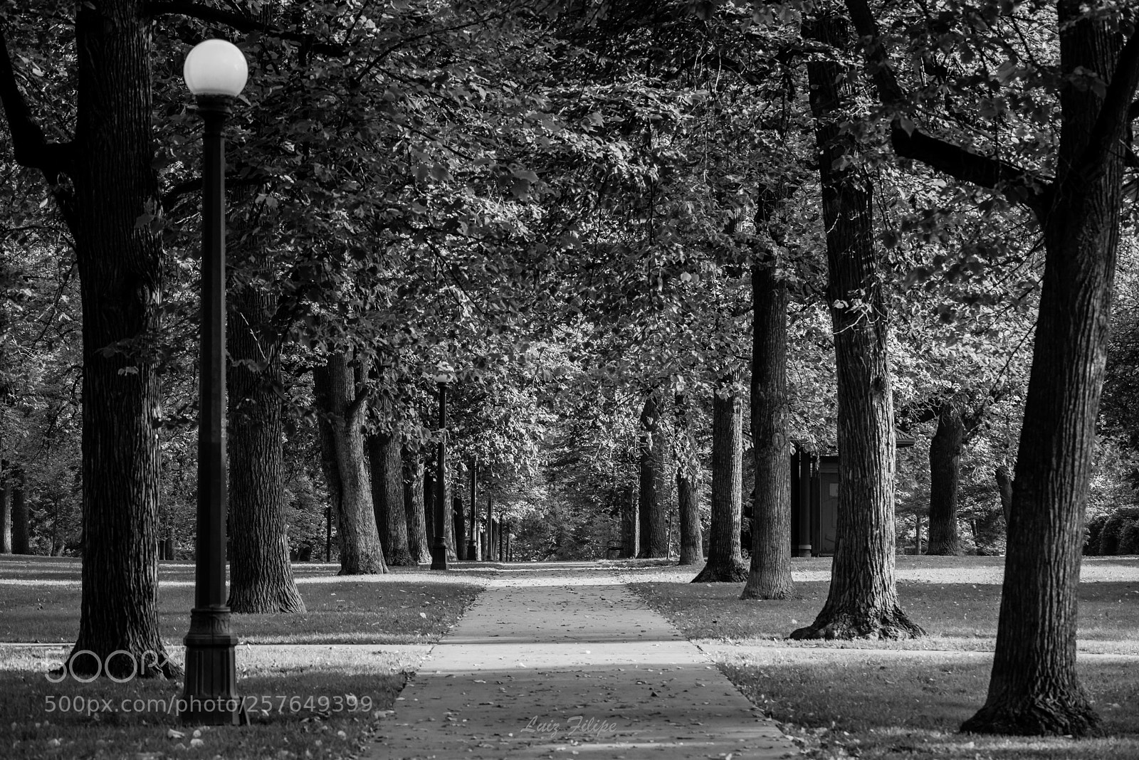 Nikon D810 sample photo. Cheesman park photography