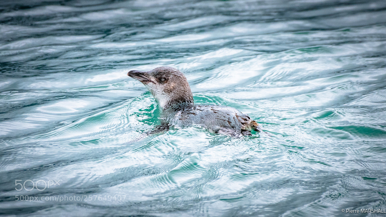 Nikon D500 sample photo. Little blue penguin swimming photography
