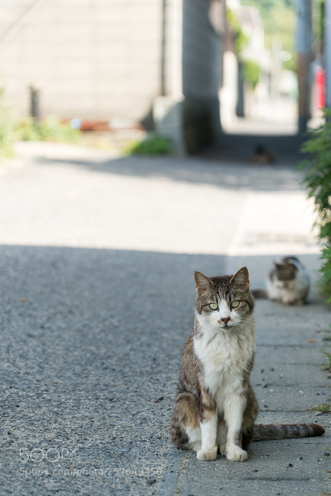 Sony a7S sample photo. Cat photography