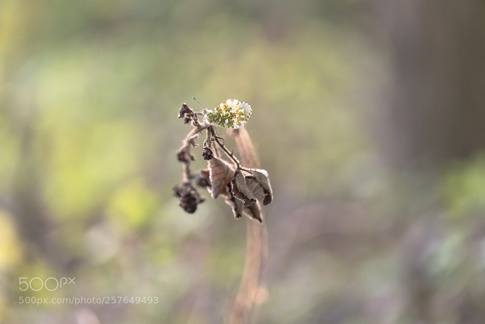 Nikon D750 sample photo. Orange tip lady photography