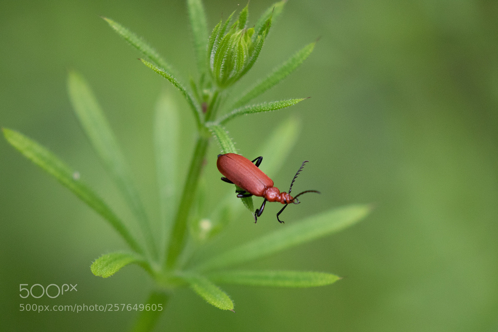 Canon EOS 7D Mark II sample photo. A soldier beetle. photography