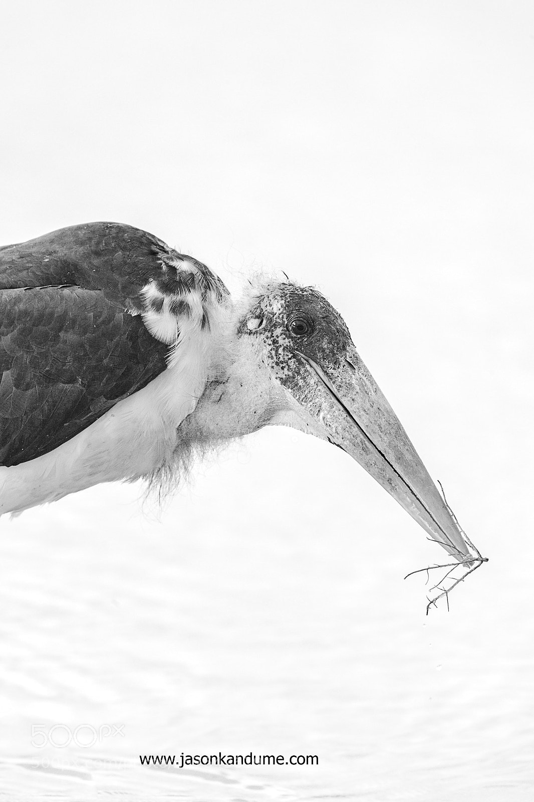 Canon EOS-1D X Mark II sample photo. Owen jason kandume marabou photography