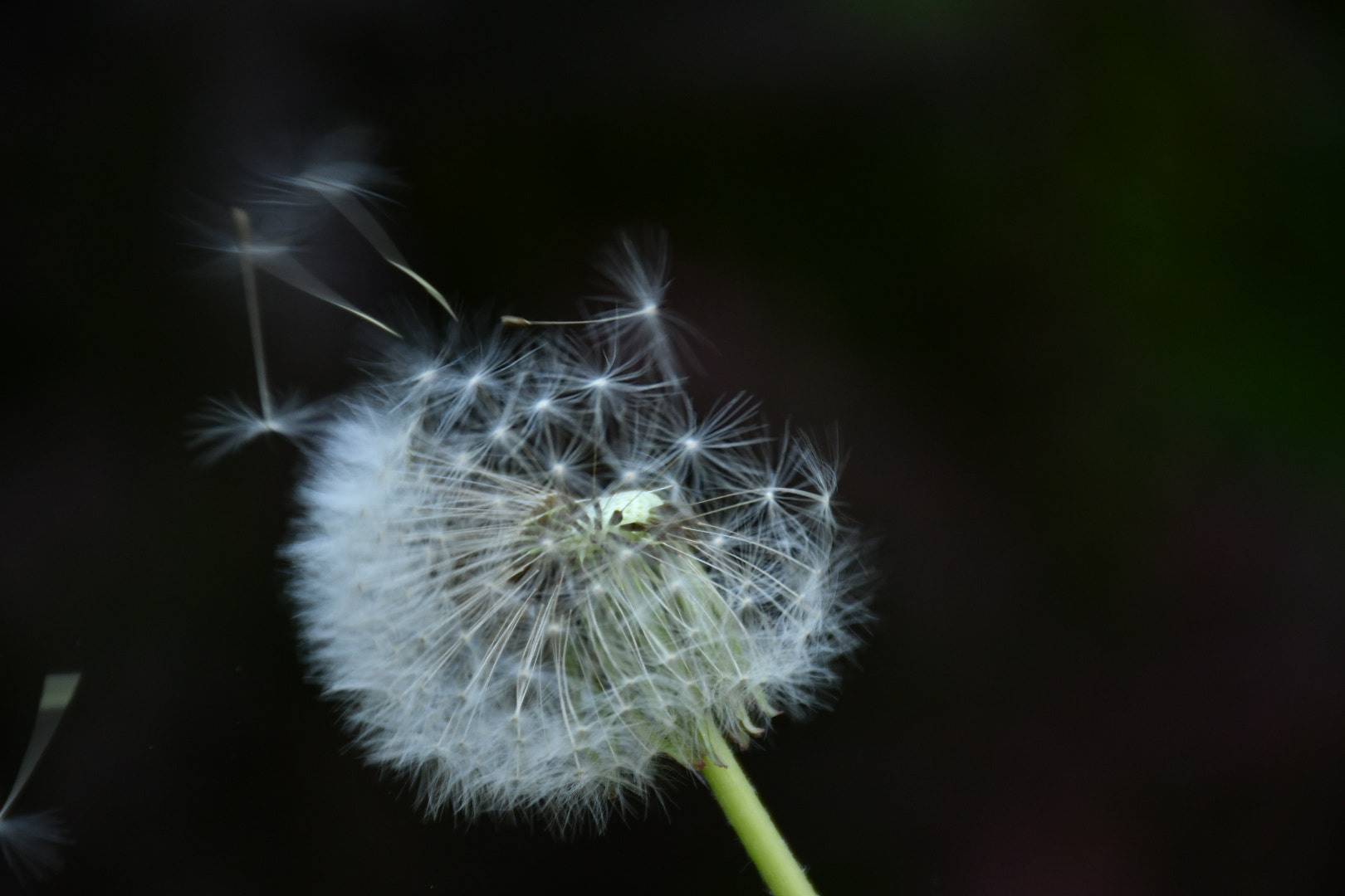 Nikon D500 sample photo. Tarassaco comune photography