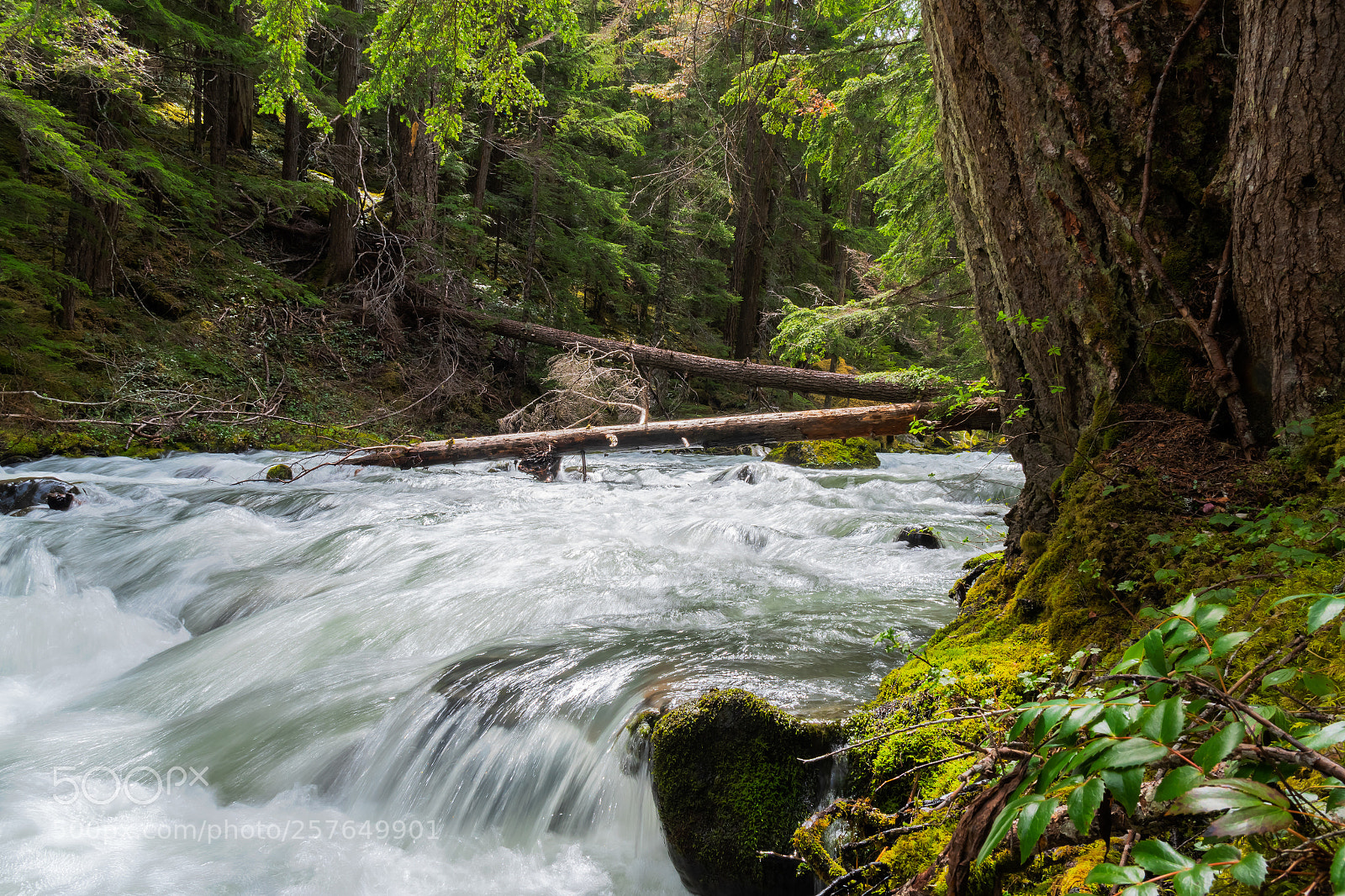 Nikon D500 sample photo. Dungeness river photography