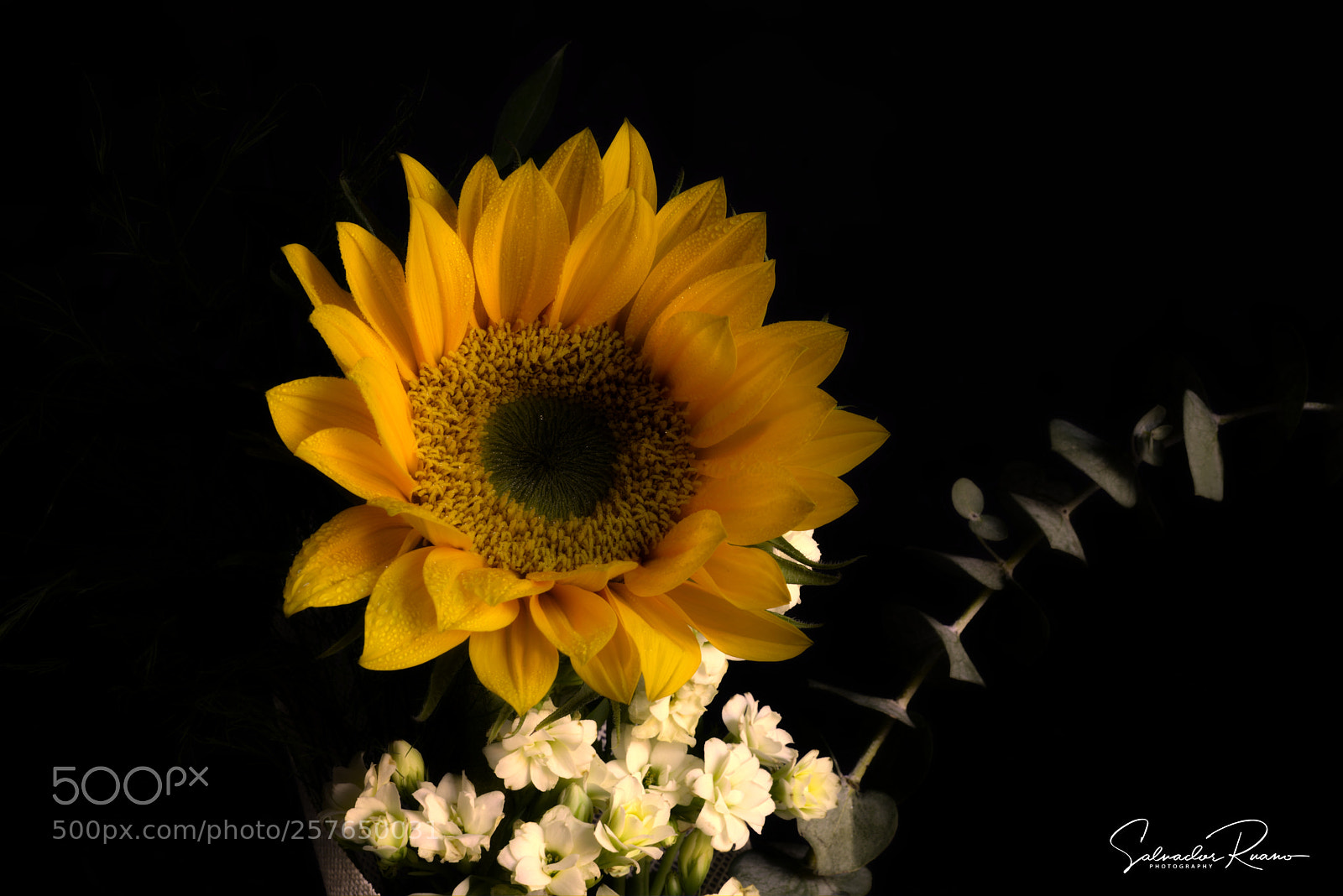 Nikon D800E sample photo. Sunflower photography