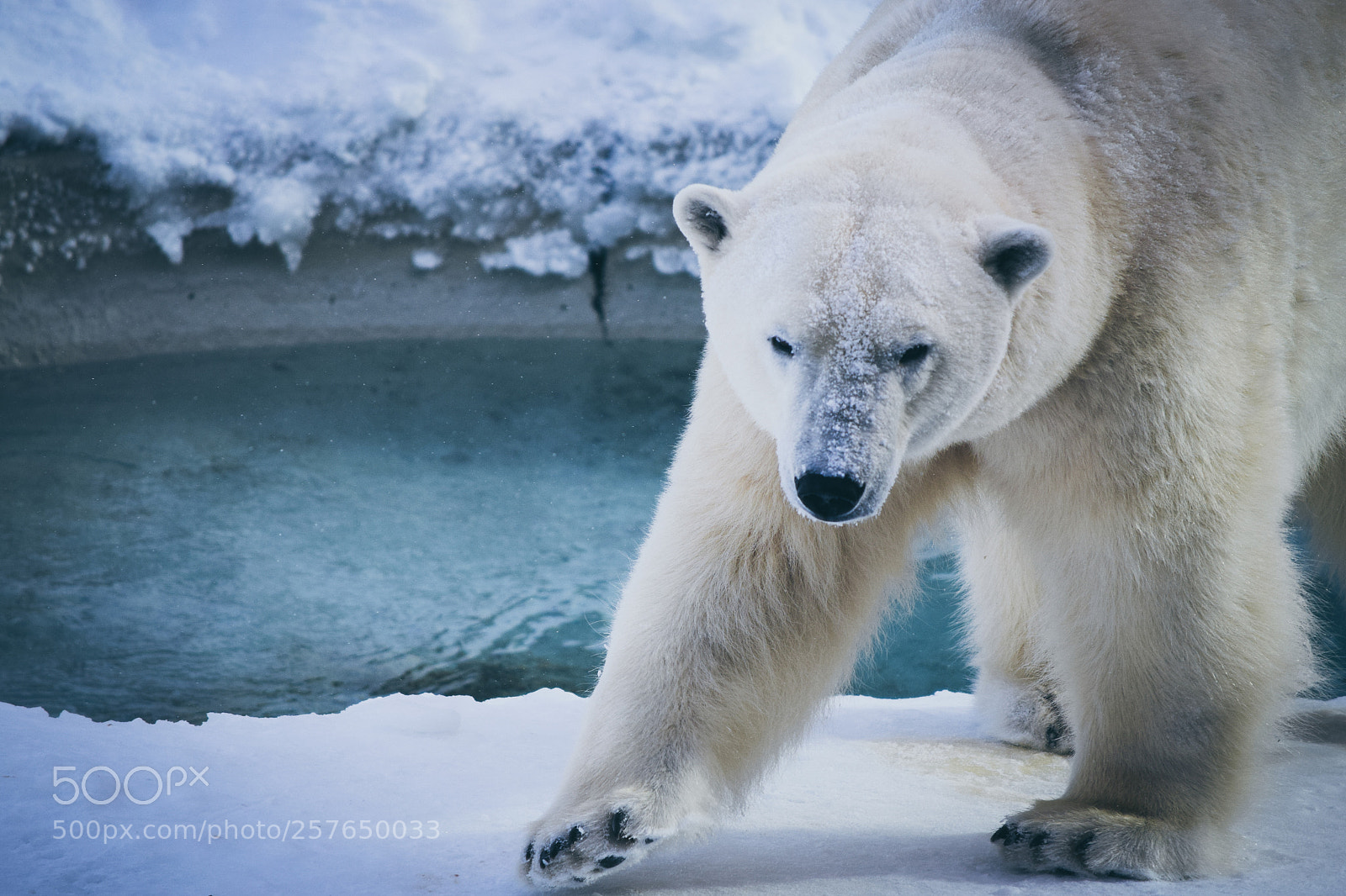 Nikon D3300 sample photo. Arctic polar bear photography
