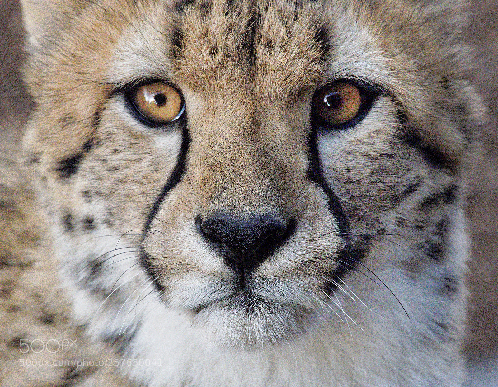 Olympus OM-D E-M5 II sample photo. Cheetah face photography