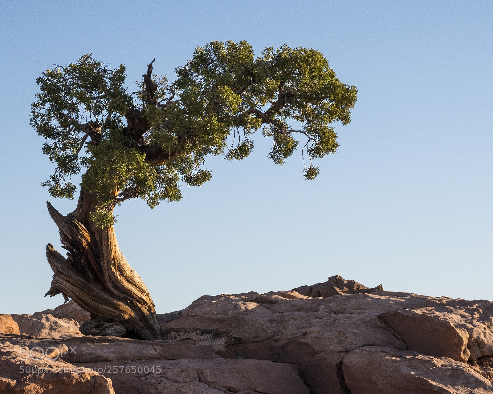 Nikon D500 sample photo. Juniper tree photography