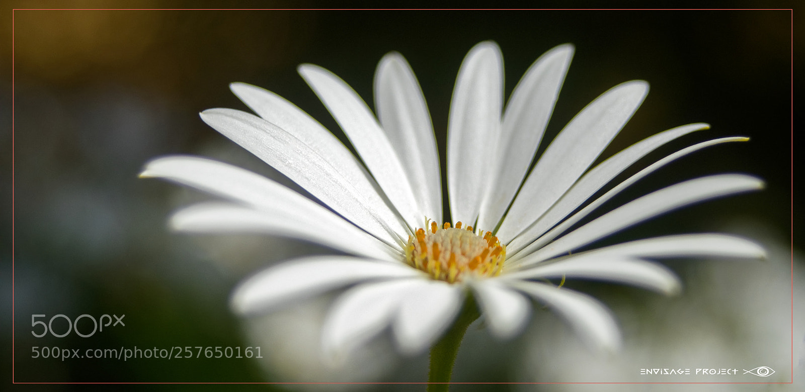 Sony a7R sample photo. Natural white photography