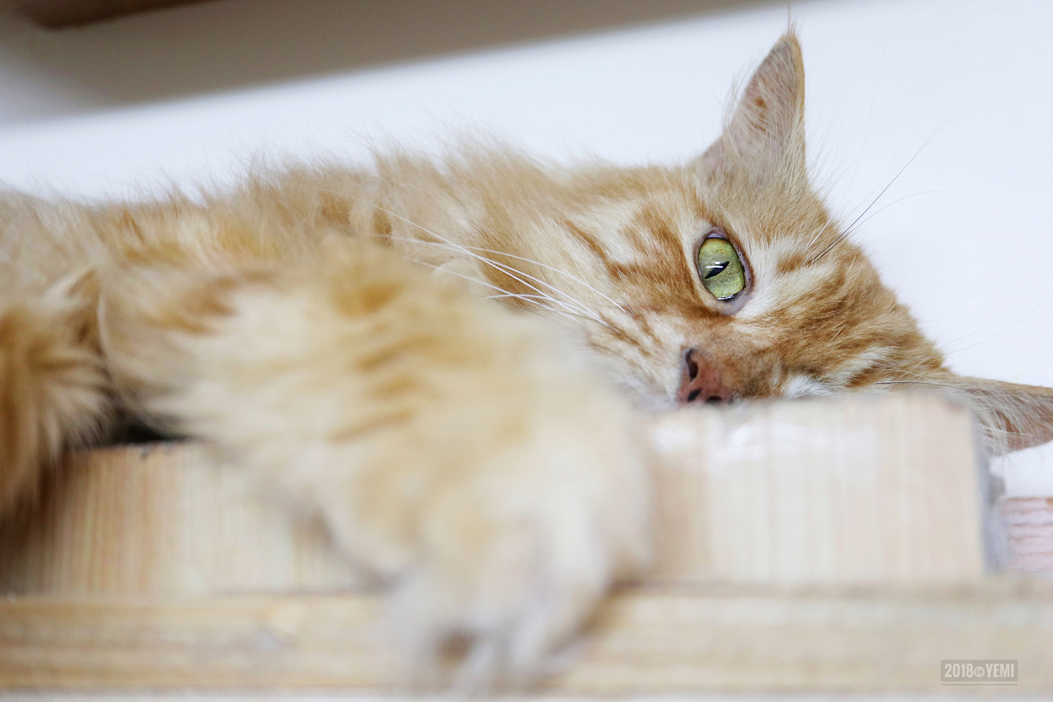 Canon EOS M6 sample photo. Cat photography
