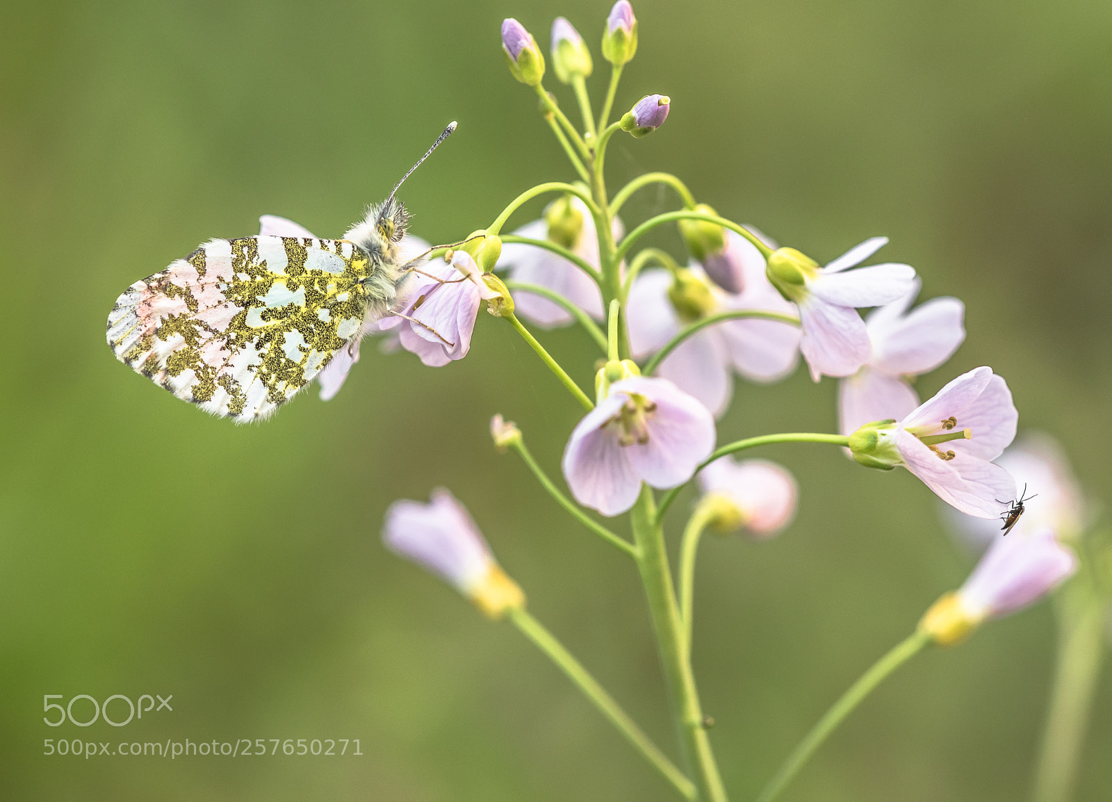 Nikon D750 sample photo. Orange-tip and friend photography