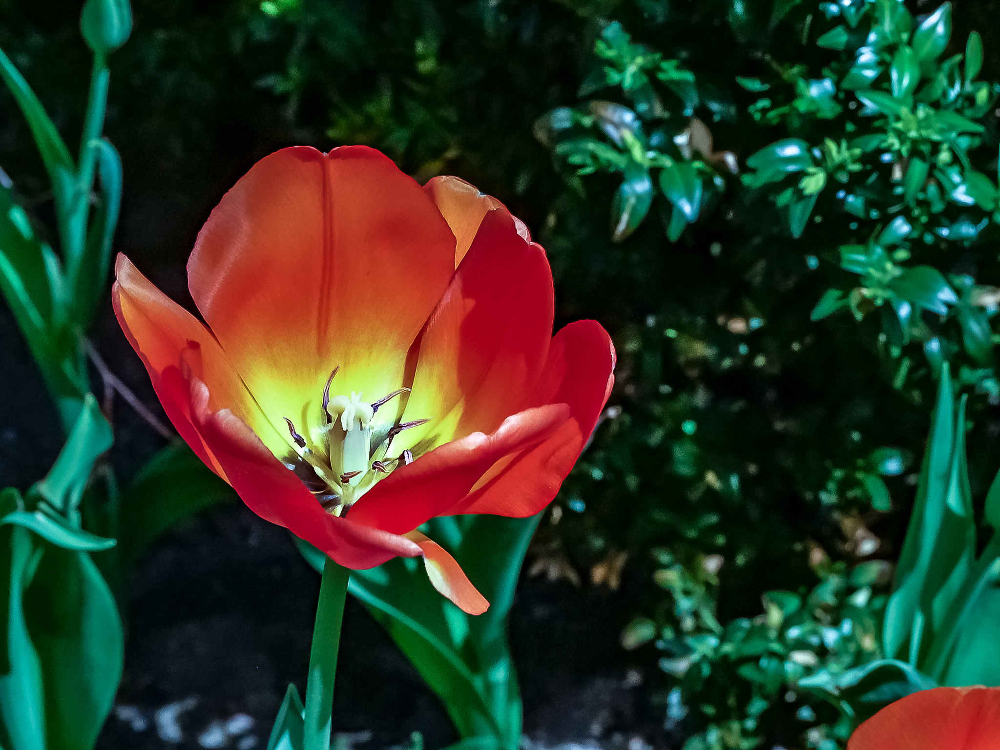 Panasonic Lumix DMC-G85 (Lumix DMC-G80) sample photo. Orange solo photography