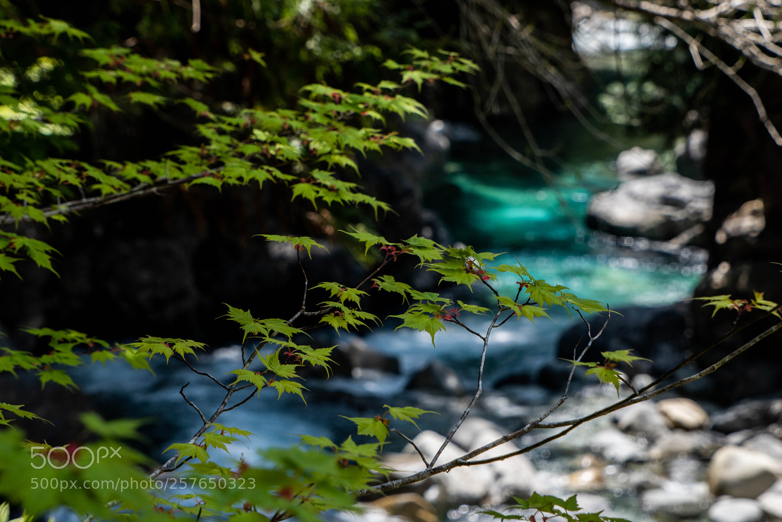 Nikon D810 sample photo. Summer river photography