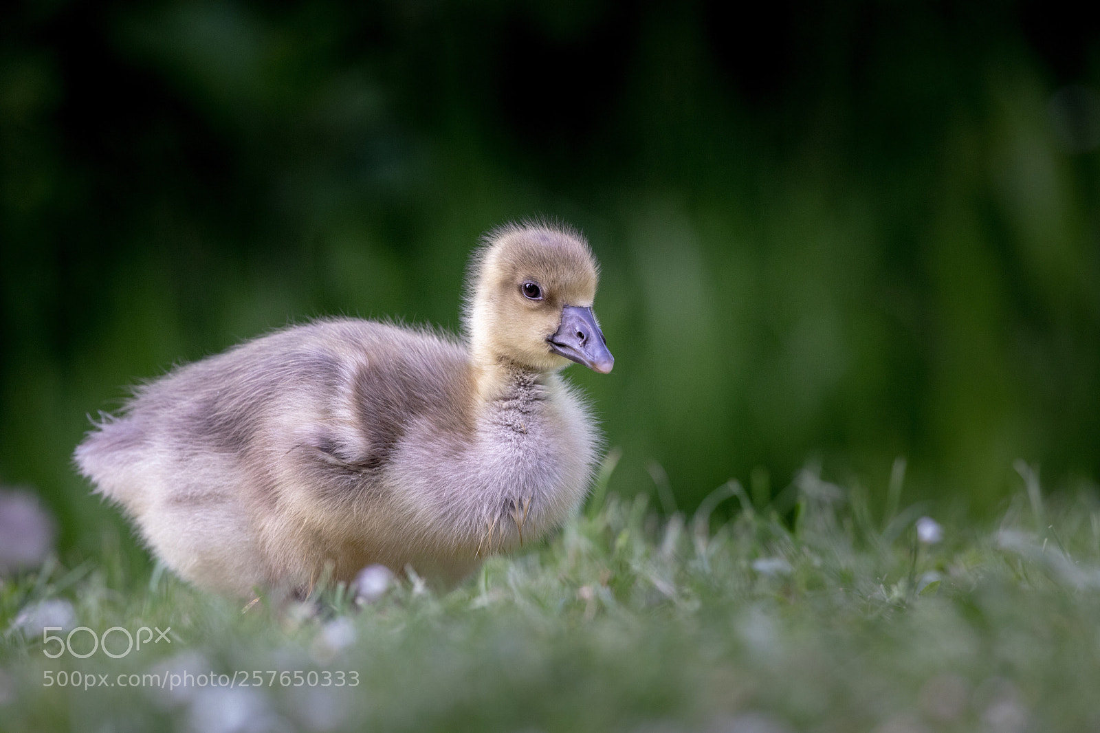 Canon EOS 5D Mark IV sample photo. Little goose photography