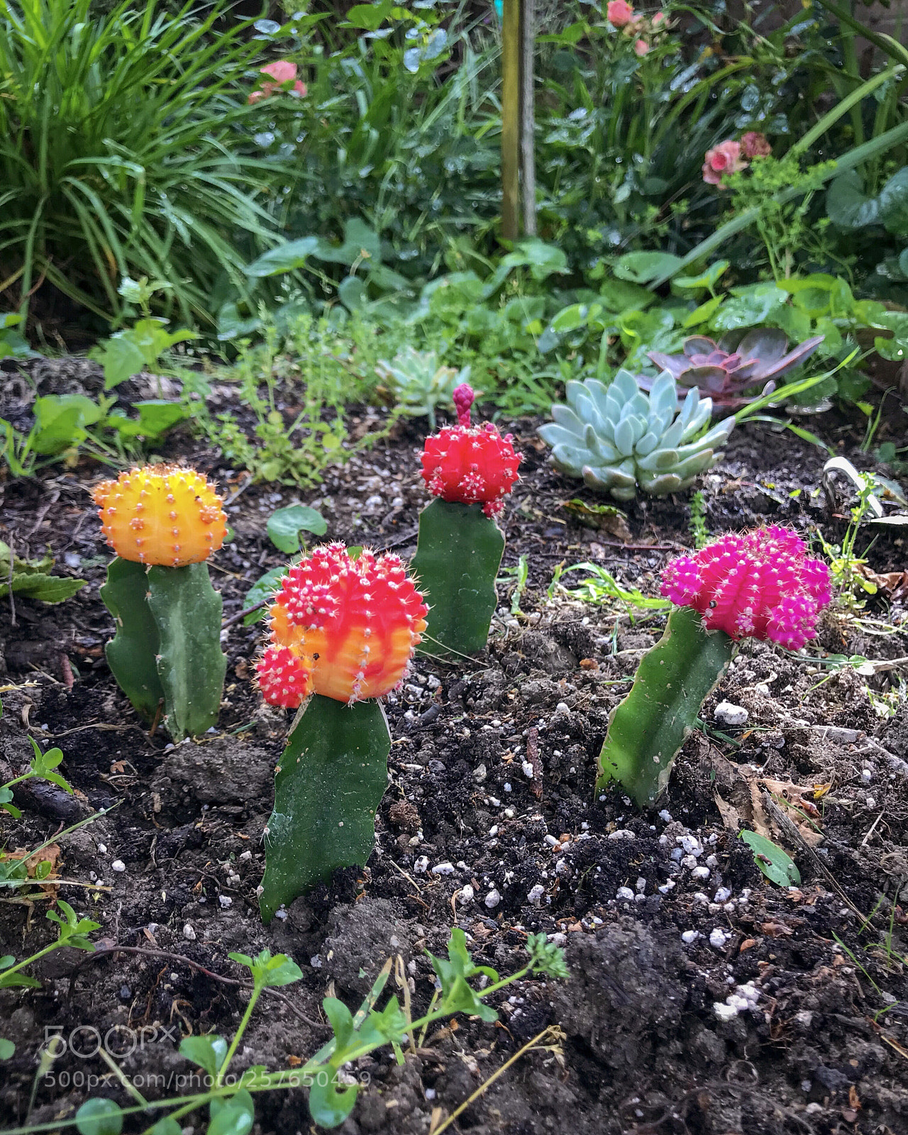 Apple iPhone 7 Plus sample photo. Bright cacti photography