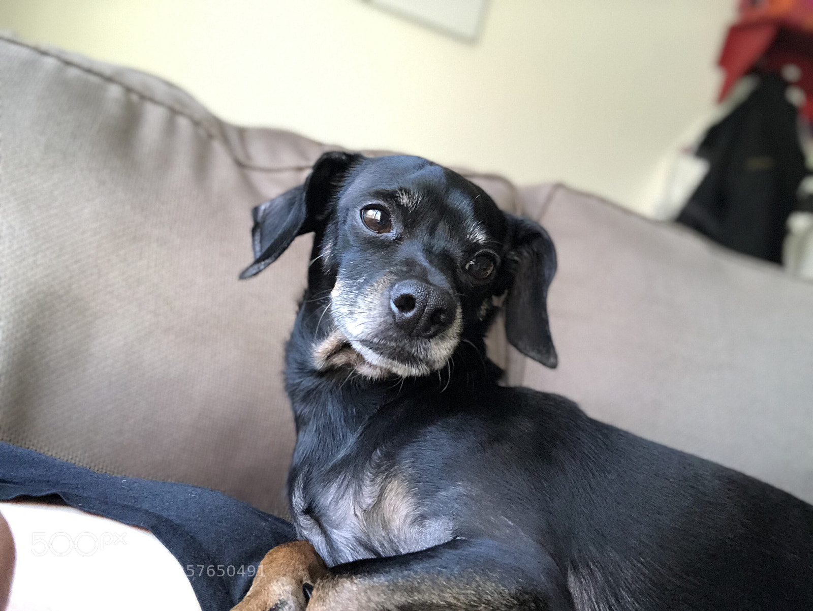 Apple iPhone X sample photo. Dog photography